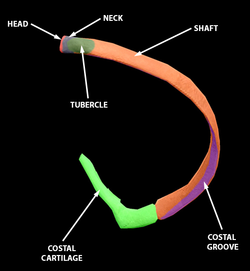 thoracic-cage-rib-7-landmarks